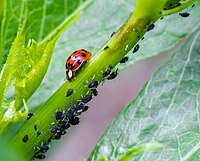 Rank: 30 Ladybird on aphid-hunting