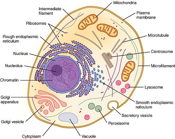 File:0312 Animal Cell and  - Wikimedia Commons