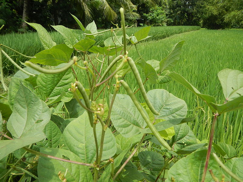 File:09438jfFranza Halls Vigna radiata Plants Science Munoz Ecijafvf 19.JPG