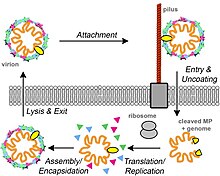 Bacteriophage MS2 life cycle 1-s2.0-S0022283615006762-gr1-C.jpg