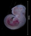 12.5 day murine embryo.