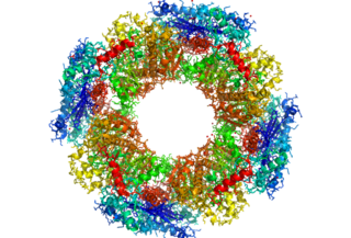 <span class="mw-page-title-main">Butyrate kinase</span> Class of enzymes