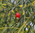 20100211 Native Cherry fruit.jpg