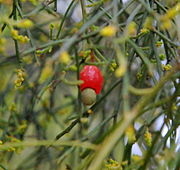 柏櫻桃（英语：Exocarpos cupressiformis） Cypress cherry