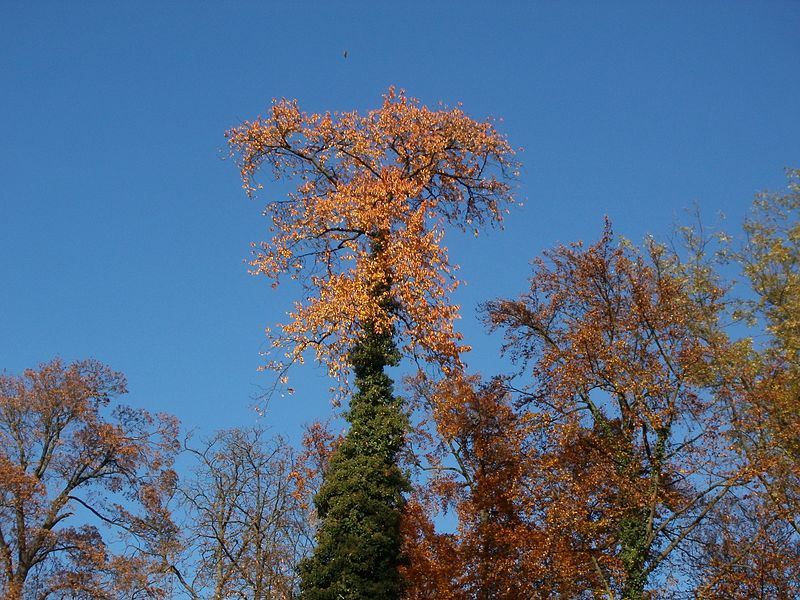 File:20111106Schlossgarten Schwetzingen16.jpg