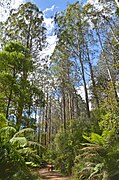 Toolangi State Forest near the Little Red Toolangi Treehouse