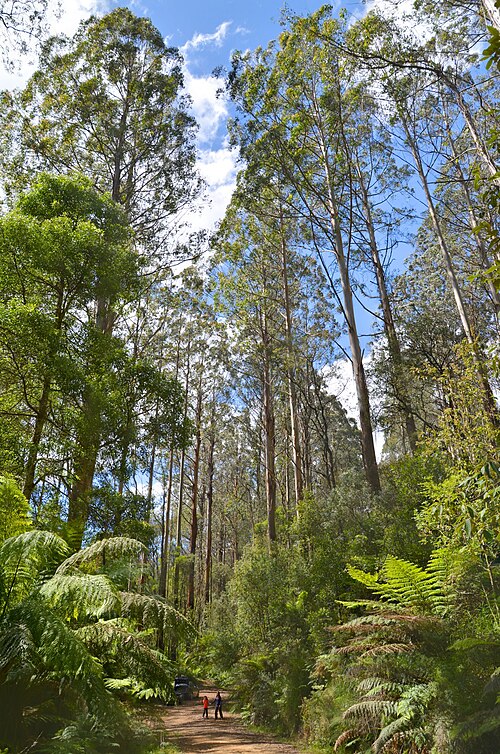 Toolangi State Forest things to do in Warburton