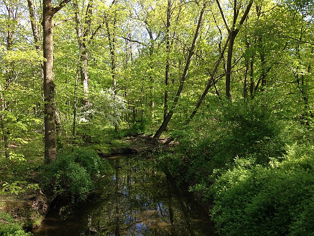 Woodlands along West Branch Shabakunk Creek represent Ewing Township's appearance before the arrival of European settlers.