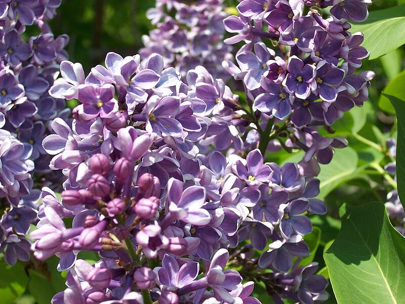 File:2013 Rochester Lilac Festival - Flower City Lilac - 01.JPG