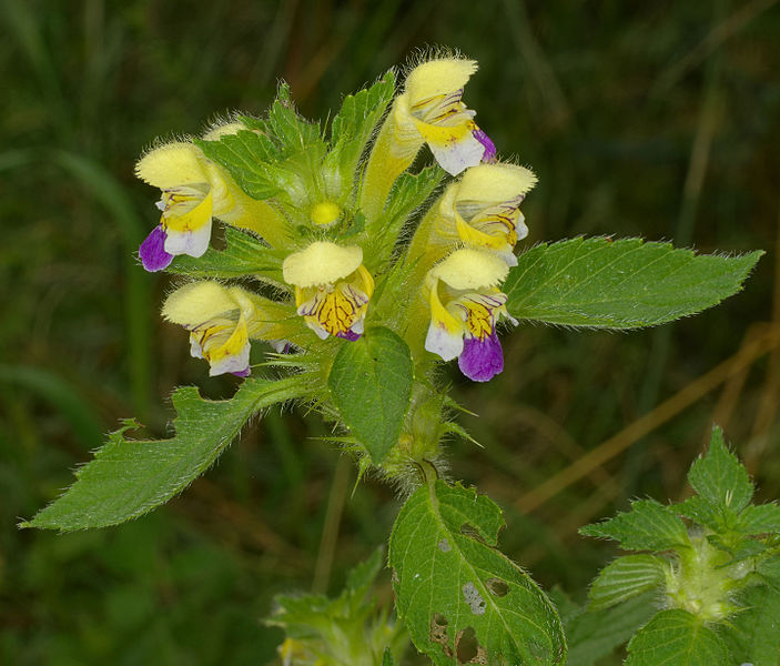 File:2014.07.10.-12-Eilenburg Hainichen--Bunter Hohlzahn.jpg