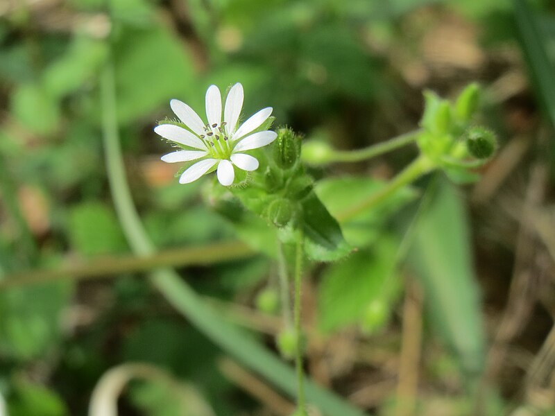 File:20140421Stellaria neglecta1.jpg