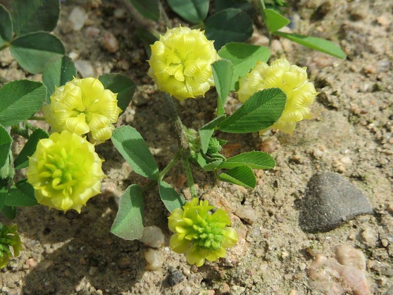 File:20150508Trifolium campestre1.jpg