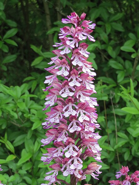 File:20150531Orchis x hybrida6.jpg