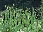 Breitblättriger Rohrkolben (ähnlich sind Schmalblättriger Rohrkolben, Laxmanns Rohrkolben, Typha domingensis, Typha orientalis u. a.) (Wurzel, junge Sprossen, Blütenstände, untere Stängel und Pollen sowie Samen)