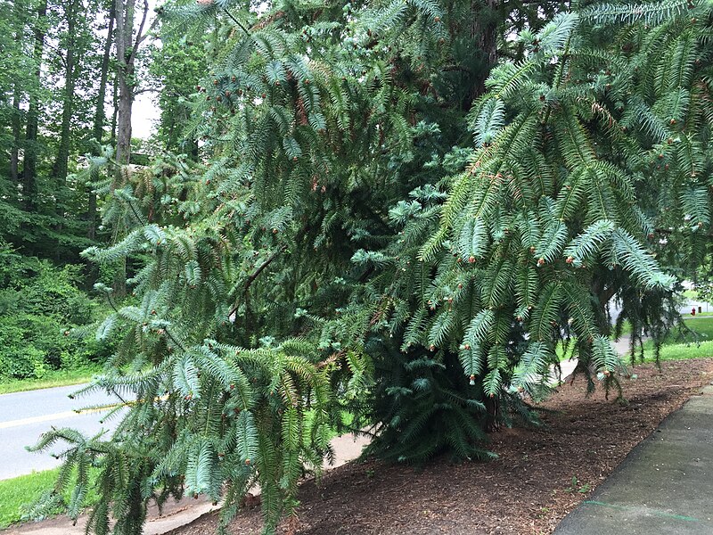 File:2016-06-03 15 52 14 China-fir boughs and foliage along Copeley Road (Virginia State Route 302) near Seymour Road at the University of Virginia in Albemarle County, Virginia.jpg