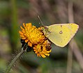 Gelbling - Colias sp., Männchen