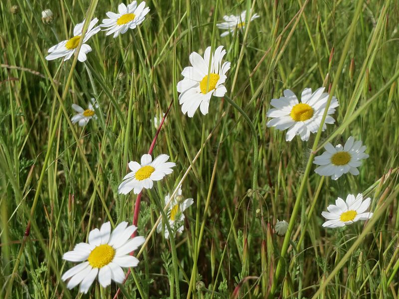 File:20160519Leucanthemum vulgare.jpg