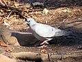 2017-03-05 Columba oenas, Armstrong Park 2.jpg