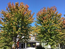 Freeman's maples in early autumn on a residential street in Hightstown 2017-10-02 13 47 50 Freeman's Maples displaying the beginnings of fall color along Stockton Street (Mercer County Route 571) near Center Street in Hightstown Borough, Mercer County, New Jersey.jpg