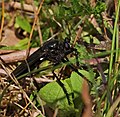 Große Wolfsfliege - Dasypogon diadema, Männchen