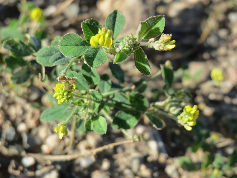 File:20170729Medicago lupulina1.jpg