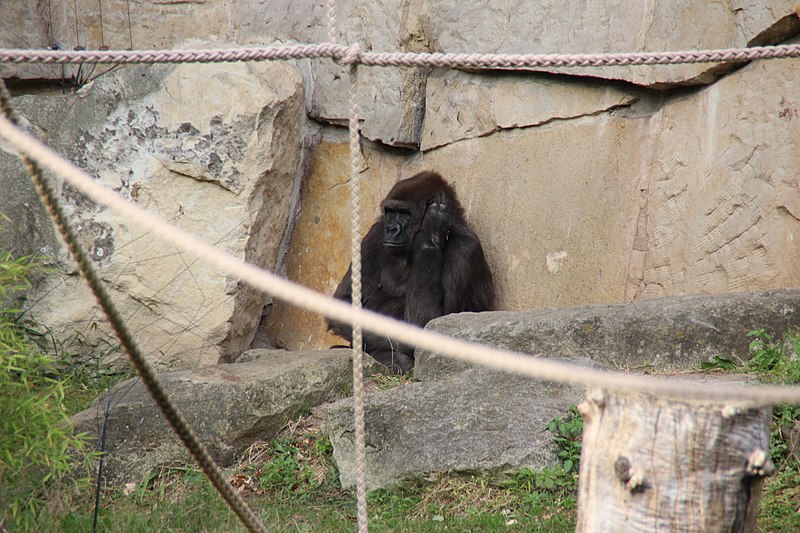 File:2018-09-22 Berlin Zoologischer Garten 25.jpg