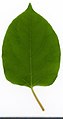 * Nomination Reynoutria japonica. Leaf adaxial side. --Knopik-som 07:52, 22 August 2021 (UTC) * Promotion  Support Good quality. --Tournasol7 08:17, 22 August 2021 (UTC)