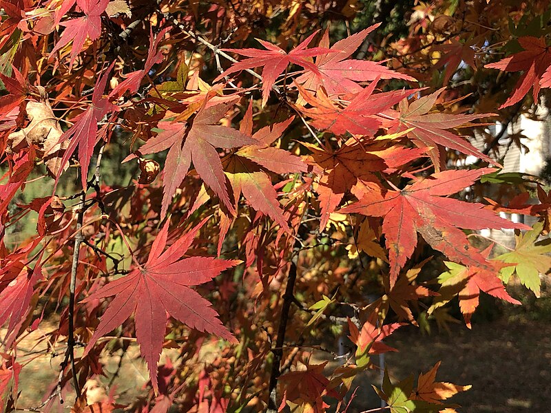 File:2022-11-04 12 34 51 Leaves on a green-leaved Japanese Maple changing color during autumn along Aquetong Lane in the Mountainview section of Ewing Township, Mercer County, New Jersey.jpg