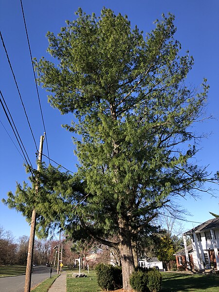 File:2024-03-24 08 49 31 Himalayan white pine along Westwood Drive in the Mountainview section of Ewing Township, Mercer County, New Jersey.jpg