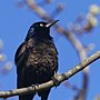 Thumbnail for File:20240422 common grackle south meadows PD209664.jpg