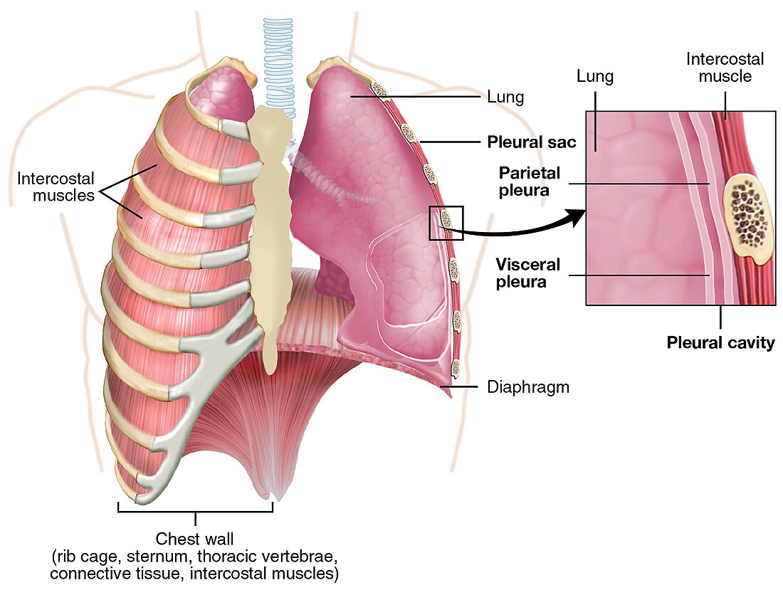 Pleural cavity