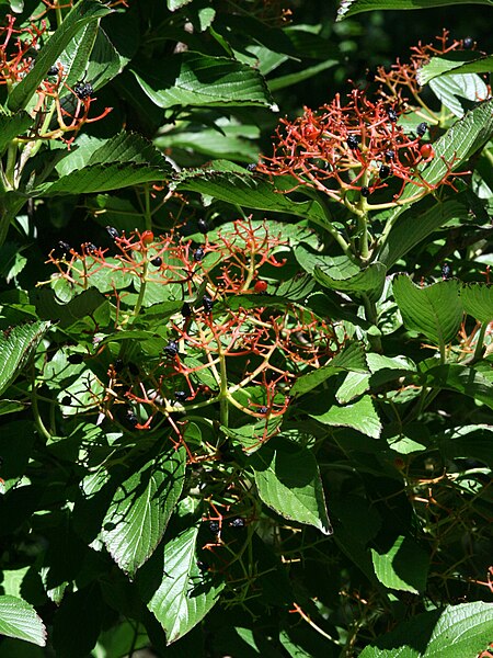 File:2867-Viburnum sieboldii-Arb.Brno-8.12.JPG