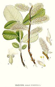 378 Salix cinerea.jpg