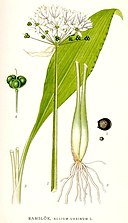 387 Allium ursinum