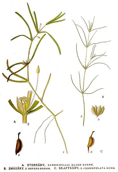 File:490 Zannichellia major, Z. repens, Z. pedunculata.jpg