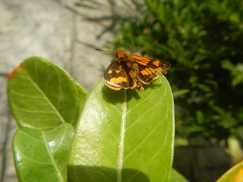 File:9465Insects leaves in Bulacan 11.jpg