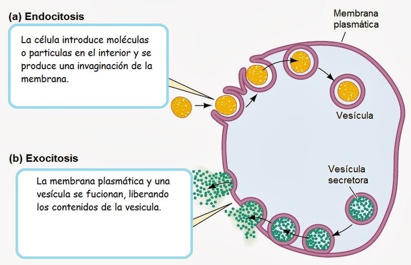 File:A) Endocitosis y b) exocitosis.jpg