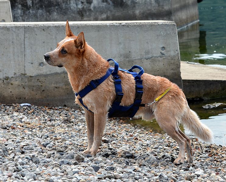 File:ACD Waterrescuedog Red Manor's Candogan.jpg