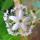 A Beautiful flower of snake gourd plant (Trichosanthes cucumerina).jpg