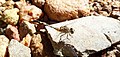 A Dragonfly on a stone.jpg