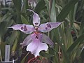 A and B Larsen orchids - Beallara Peggy Ruth Carpenter DSCN9270.JPG