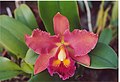 A and B Larsen orchids - Brassolaeliocattleya Luz Del Fuego Ushuaia 901-3.jpg