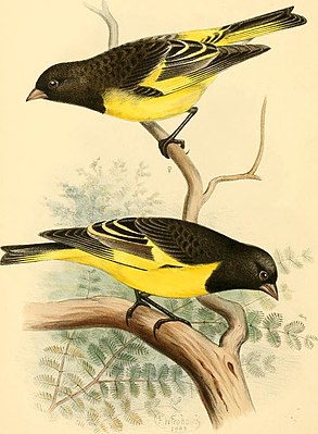 Cordillera siskin (Spinus uropygialis)