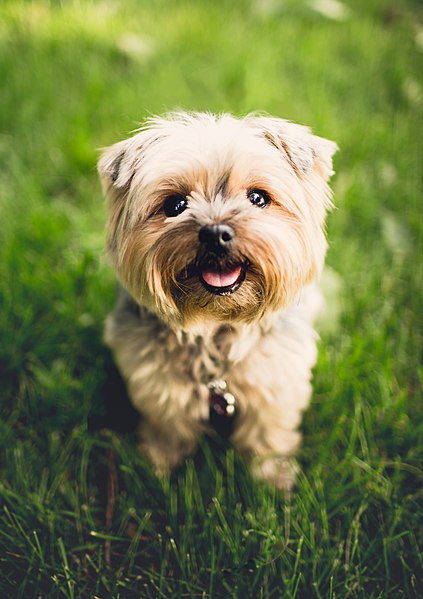 File:A pet dog with a pendent.jpg