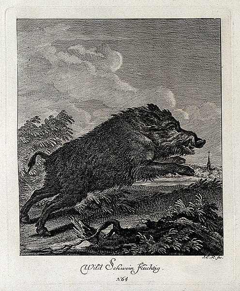 File:A wild boar running. Etching by J. E. Ridinger. Wellcome V0021060EL.jpg