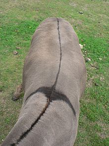 Rayure dorsale d'un âne gris.