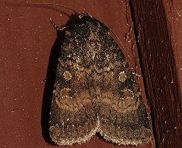 Abagrotis apposita