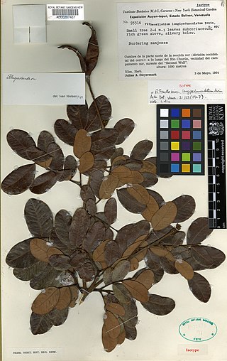 <i>Abarema longipedunculata</i> Species of legume