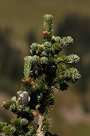 Abies lasiocarpa