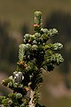 Abies lasiocarpa